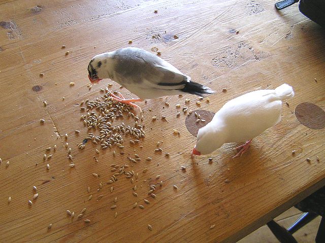 「カナリーシードおいしいわ」「ただ食べてるだけなんですけどね」