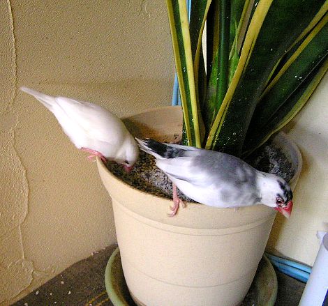 「だから、ただ食べてるだけですってば」