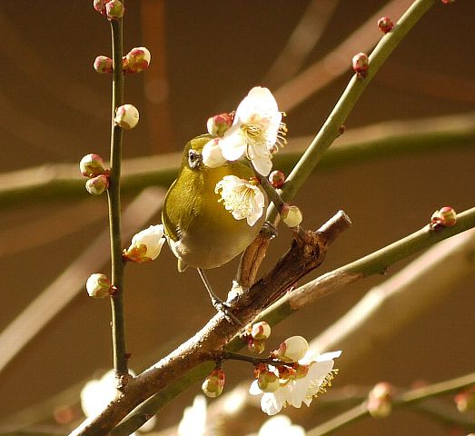 梅にメジロ　２