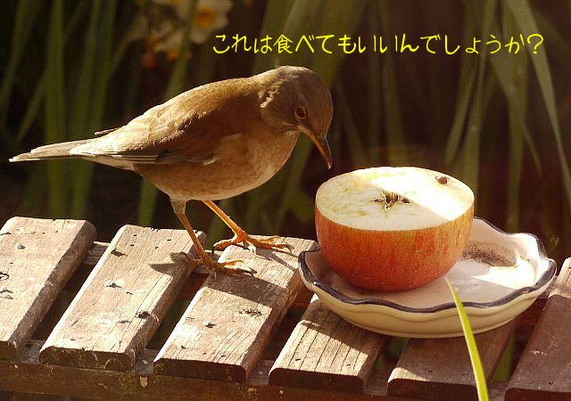 「これは食べてもいいんでしょうか？」