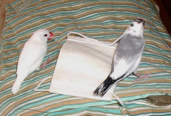 「こんなにいいベッド見つけた。持ち運び用のひももついてるし」