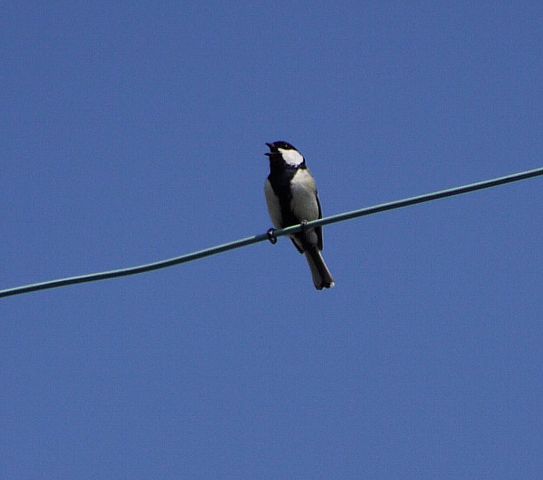 シジュウカラ