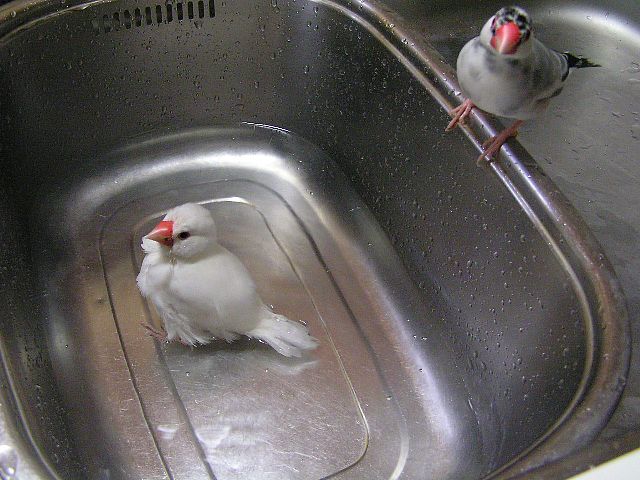 「さっさと浴びたらいいじゃないの」