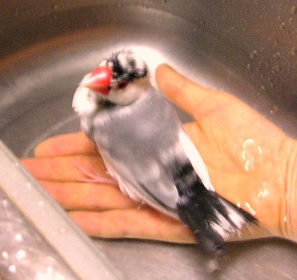 「手にハラは代えられないんだぜ」（意味を深く考えないでください）