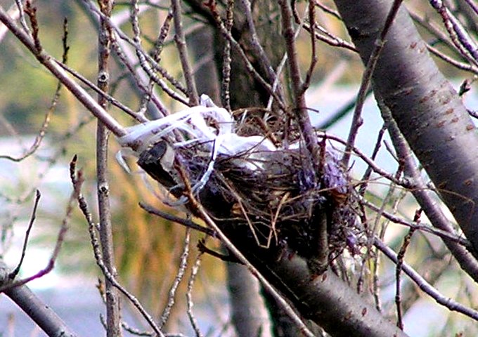 鳥の巣２