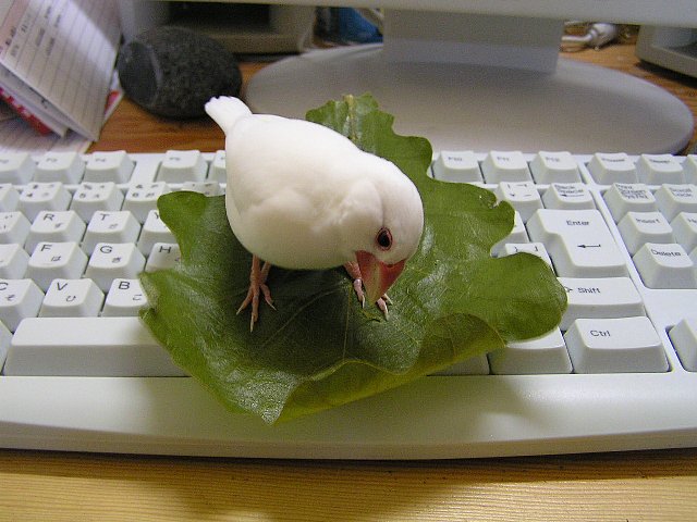 bunntyou 146.jpg