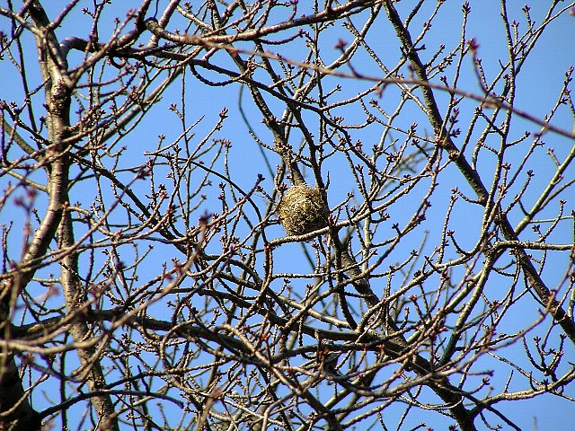 鳥の巣３