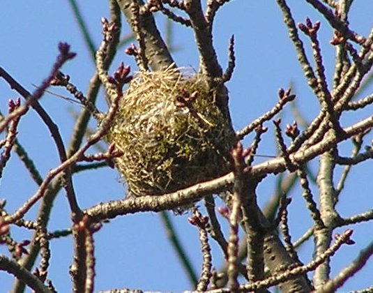 鳥の巣４