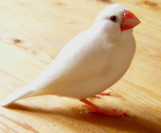 25グラム。羽があるので見かけはそう変わりません。「うるさいわね！！」