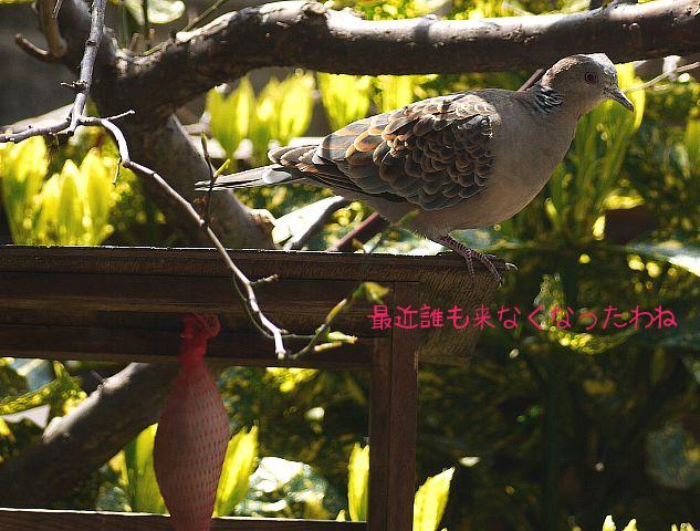 「最近誰も来なくなったわね」