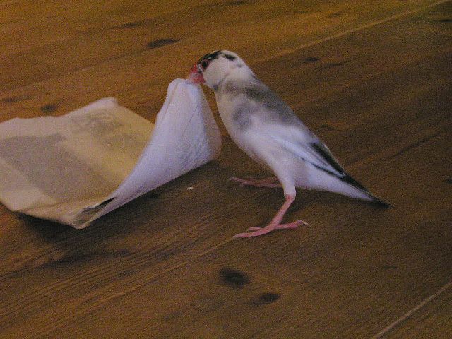せっせ、せっせ
