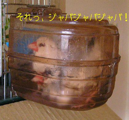 「それっ、ジャバジャバジャバ！！！」