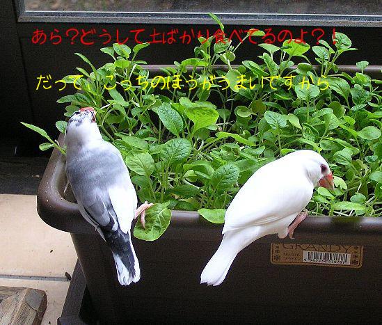 「あら？どうして土ばかり食べてるのよ？！」「だって、こっちのほうがうまいですから」