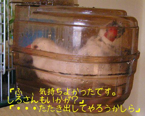 「ふ～、気持ちよかったです。しろさんもいかが？」「たたき出してやろうかしら」