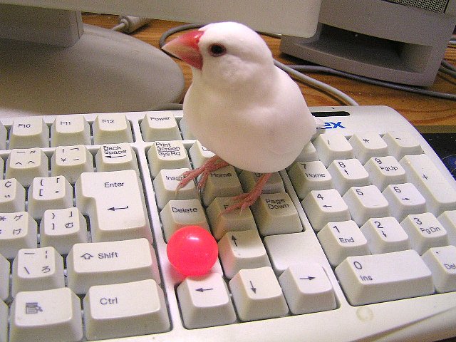 「あんたなんかと遊んでやるヒマは無いの」
