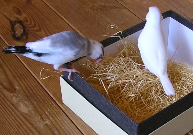 「白っぽいものは好みじゃないです」「あら？！これって食べ物じゃなかったの？」