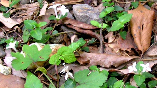 花の大きさは3ミリくらいの花です。スミレかなぁ？
