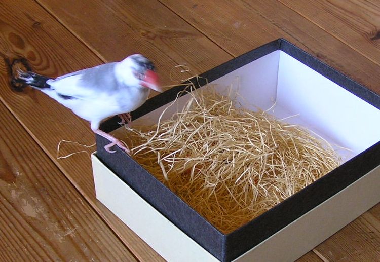 「しろさん？？！」