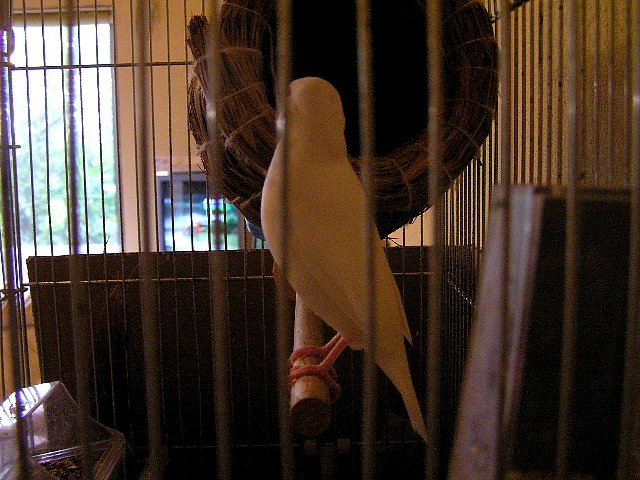 これがなんだったか思い出せないしろ