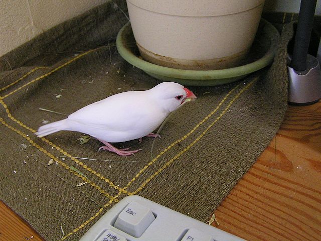 「もうぜんぶ食べちゃったわ」