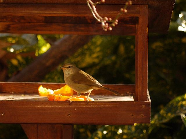 「お初のみかん」