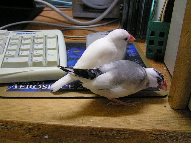 「しろさん、こっちにも巣になるようなところをみつけたんです」