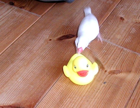 「ひなって何なのよ？！これがそうなの？」