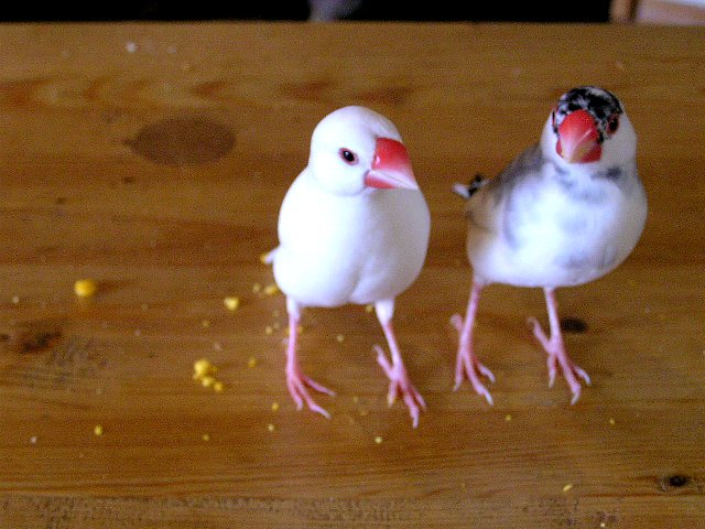 （・・・ぼくって、しろさんと同じくらいおバカってことだったんだ・・・）