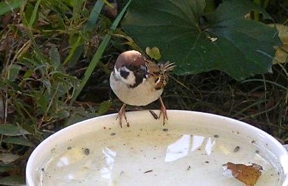 「なんだ、ここはドリンクバーなの？食べ物のオーダーはあっち？」