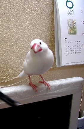 「よろしくね」