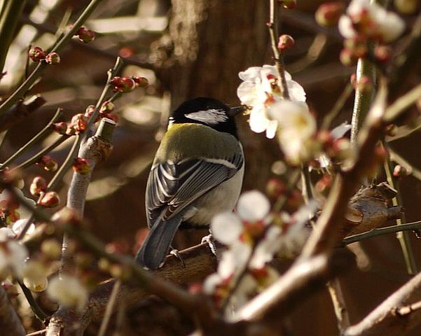 梅にシジュウカラ　２