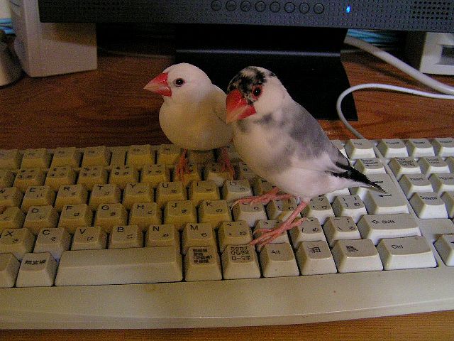 「しかも、卵も消えてしまいました・・・。しろさん、どう思いますか？」