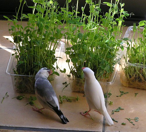 「ぼくはこちらをいただきます」「毛虫食べるなんて、気が知れないわ」