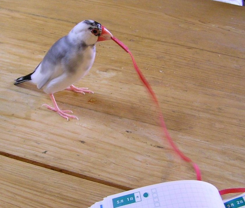 「いくら引っ張っても、もうこれ以上は動かせないんだぜ！」