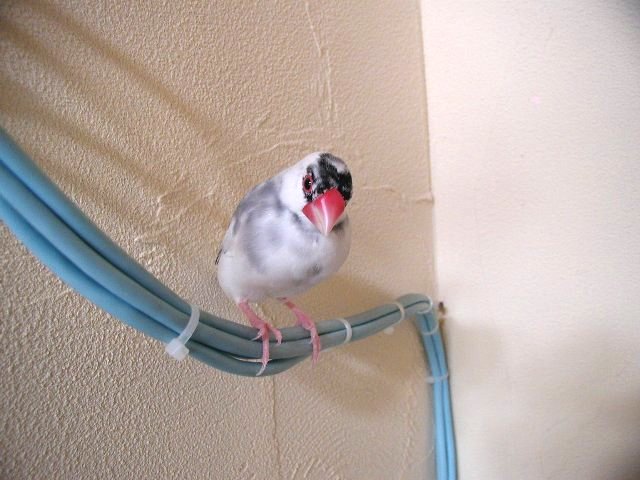 リニューアル　その２