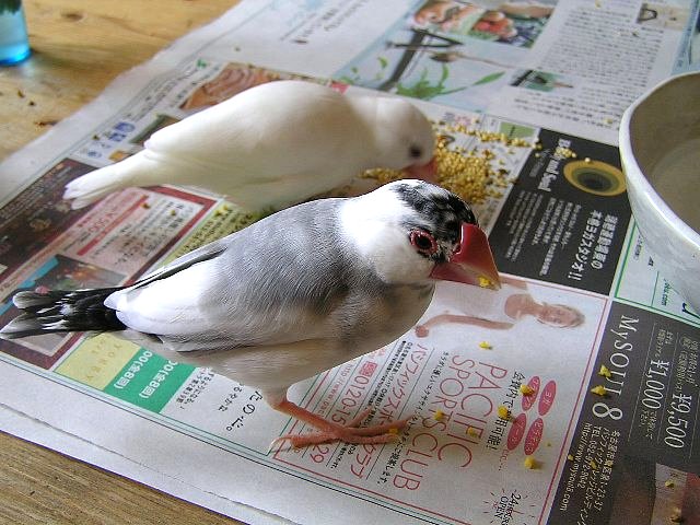 「（ではこちらの卵の黄身は、しろさんにあげないことにします）」←心の中で
