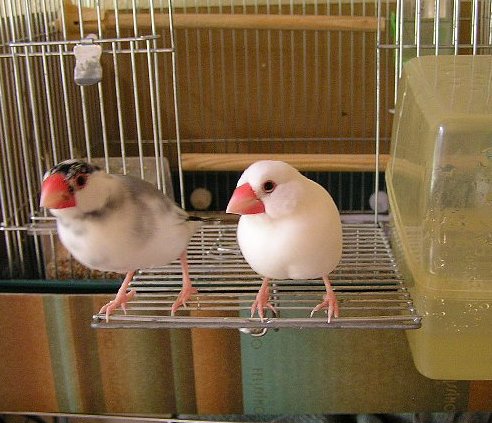 「どうして、あたちたちは食べちゃいけないのよッ！」「赤いからなんか恐くて近寄れないんだぜ」