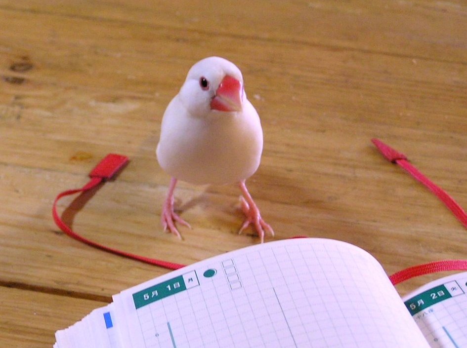 「なんかむか～し、こういう白っぽいものも居たような気がするわね」