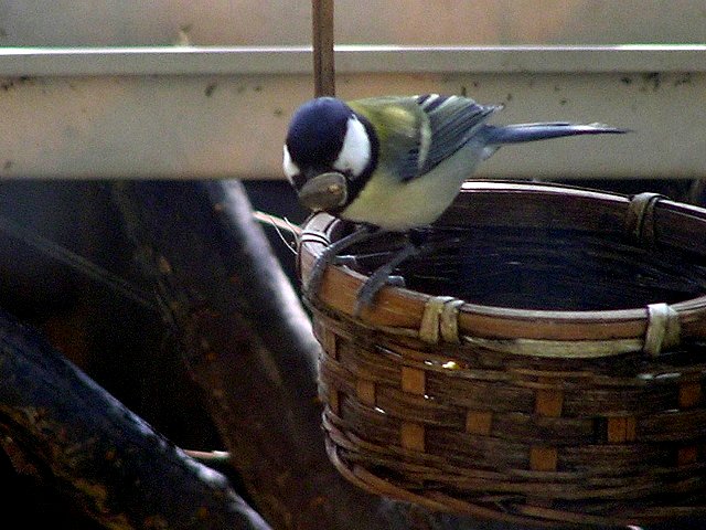 「ひとつゲット！」