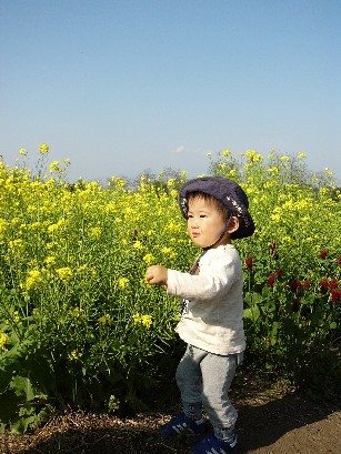 菜の花