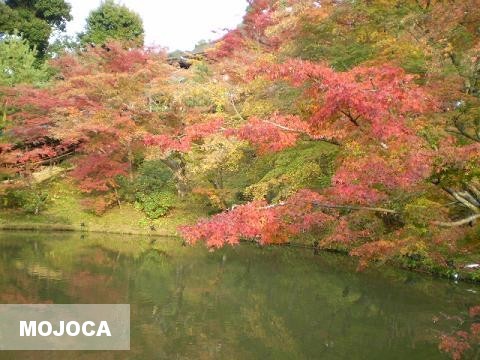 高台寺の紅葉