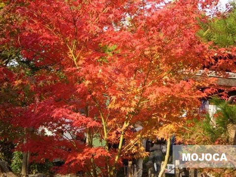 高台寺の紅葉