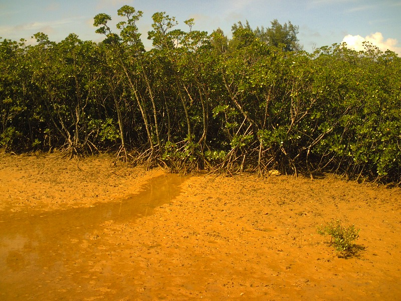 塩尻マングローブ林