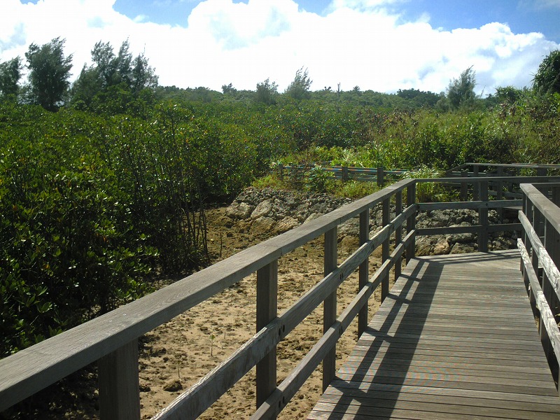 塩尻マングローブ林２