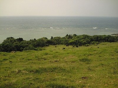 海沿いの牧場