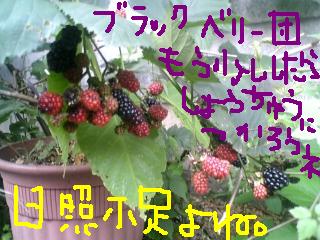 やっと晴れてきたからねぇ。