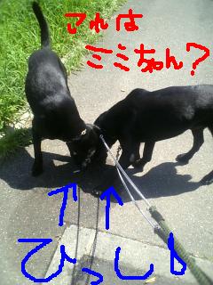 暑いのに・・・。