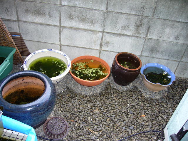 金魚鉢