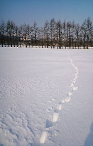 2009-1北海道雪景色４