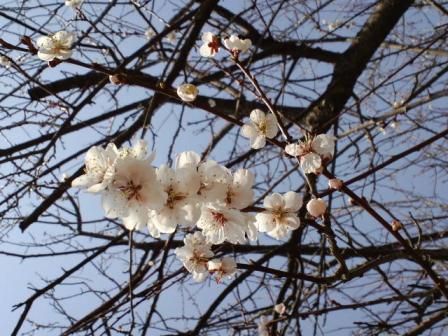 2009-5北海道の桜1